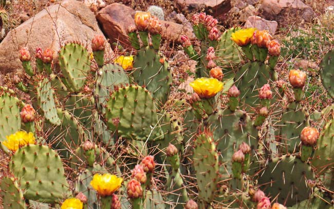 Twistspine Pricklypear has from 0 to 4 spines from each areole, erect or spreading, white to red-brown; glochids are in dense tufts, pale yellow, tan to red-brown and aging brown. Opuntia macrorhiza 